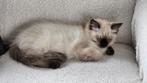 Ragdoll kitten te koop, Dieren en Toebehoren, Katten en Kittens | Raskatten | Langhaar, Meerdere dieren, Gechipt, 0 tot 2 jaar