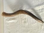 Unieke Kleine Kudu Hoorn Shofar - 54/64cm, Ophalen of Verzenden