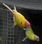 pruimkopparkiet, Dieren en Toebehoren, Meerdere dieren, Parkiet, Geringd