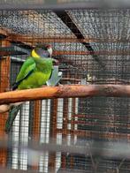 Gezocht Twenty eigth  man  groen, Dieren en Toebehoren, Vogels | Parkieten en Papegaaien, Mannelijk, Parkiet