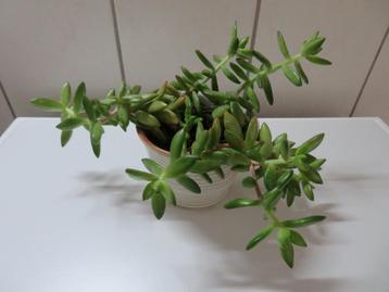 Vetplant beschikbaar voor biedingen