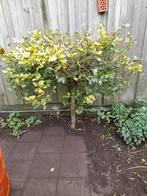 2 struiken, Tuin en Terras, Planten | Struiken en Hagen, Ophalen, Overige soorten, Struik, 100 tot 250 cm