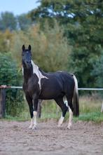 Nrps Merrie met merrie veulen e-pony, Dieren en Toebehoren, Pony's, Merrie, Recreatiepony, Gechipt, 7 tot 10 jaar
