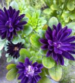 Callistephus ' Serenade' mix zaden. Zomeraster, Ophalen of Verzenden, Volle zon