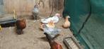 Friese kip Fryske hin, Meerdere dieren, Kip