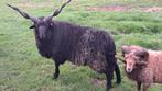 Mooie racka ram te huur, Mannelijk, Schaap, 3 tot 5 jaar