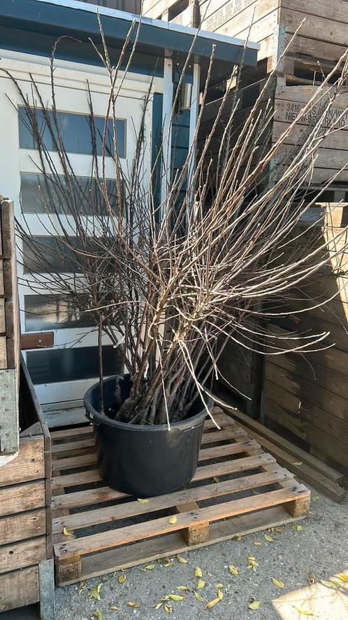 Appelbomen, Tuin en Terras, Planten | Fruitbomen, Appelboom, 100 tot 250 cm, Volle zon, Lente, Ophalen of Verzenden