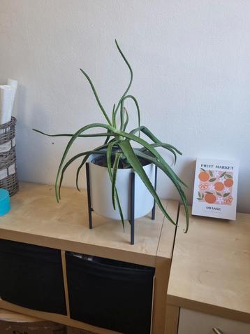 Plantenpot op pootjes met aloe vera plant beschikbaar voor biedingen