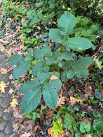 Gratis Zaailingen Walnoot walnootboom, Tuin en Terras, Planten | Fruitbomen, Ophalen, Minder dan 100 cm, Overige soorten, Zomer