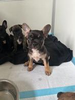 Franse buldog pups, Dieren en Toebehoren, Honden | Bulldogs, Pinschers en Molossers, België, Particulier, Rabiës (hondsdolheid)