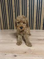 Mini Toy Poedel, Poedel, Particulier, 15 weken tot 1 jaar, Reu