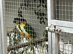 1-1 Zwartkop Caiques, Dieren en Toebehoren, Meerdere dieren, Papegaai, Geringd