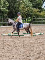 Lieve 3-jarige Welsh Pony – Gezinspony, Dieren en Toebehoren, Pony's, Merrie, A pony (tot 1.17m), Gechipt, 3 tot 6 jaar