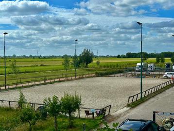 Paddock Paradise Harmelen is op zoek naar kleine pony’s beschikbaar voor biedingen