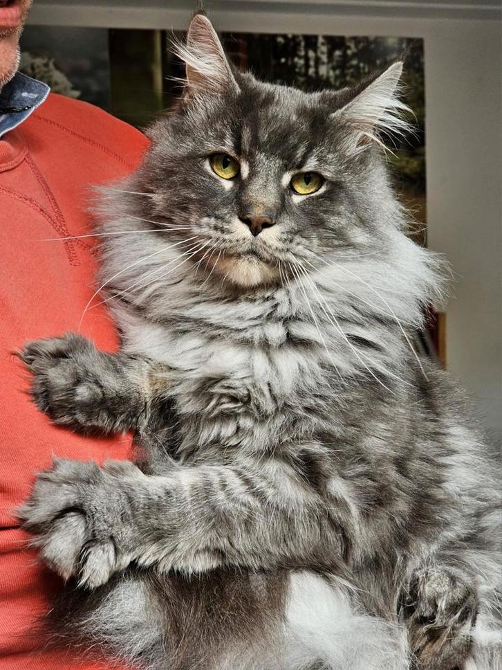 Maine Coon dekkater aangeboden/ niet te koop!, Dieren en Toebehoren, Katten en Kittens | Dekkaters, 3 tot 5 jaar