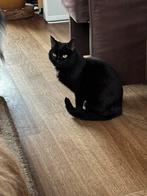 Goed huisje gezocht voor deze lieve zwarte poes, Poes, Kortharig, 3 tot 5 jaar