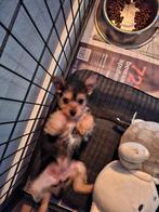 1  boomer puppy ( teefje), Dieren en Toebehoren, Overige rassen, CDV (hondenziekte), 8 tot 15 weken, Teef