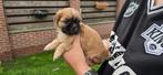 Mooie shih tzu x  boomer pups, Dieren en Toebehoren, Honden | Chihuahua's en Gezelschapshonden, Overige rassen, 8 tot 15 weken