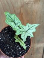 Alocasia jacklyn variegata plant albo white wit mint, Huis en Inrichting, Kamerplanten, Ophalen of Verzenden, Halfschaduw, Minder dan 100 cm