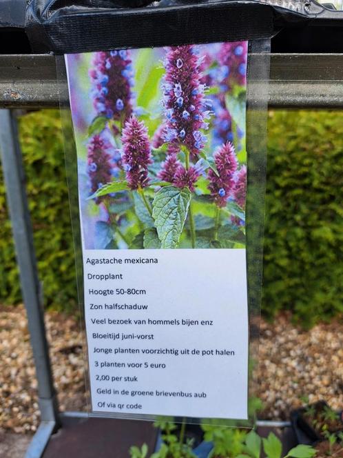 Vandaag de hele dag vaste plantjes verkoop in Gieten, Tuin en Terras, Planten | Tuinplanten, Volle zon, Zomer, Ophalen