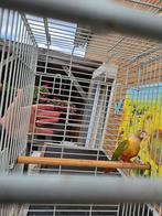 Purrhya, Dieren en Toebehoren, Geslacht onbekend, Parkiet