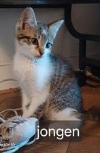 Allemaal gereserveerd 🥰🥰, Dieren en Toebehoren, Katten en Kittens | Overige Katten