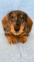 Dwerg teckel pups met stamboom, CDV (hondenziekte), 8 tot 15 weken, Dwerg, Meerdere