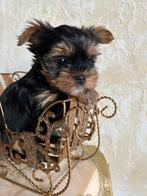 Mini Yorkshire en Mini Biewer Terrier, CDV (hondenziekte), Yorkshire Terriër, België, Particulier