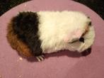 Diverse us Teddy beertjes zoeken een nieuwe 5  woning, Dieren en Toebehoren, Cavia, Mannelijk, December, Tam