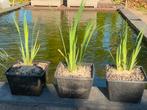 Gele lis, Tuin en Terras, Ophalen of Verzenden, Nieuw, Vijverfilter