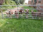 Toggenburger lammeren, Dieren en Toebehoren, Schapen, Geiten en Varkens, Vrouwelijk, Geit, 0 tot 2 jaar