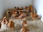 new hampshire jonge hannen en Hennen, Dieren en Toebehoren, Pluimvee, Meerdere dieren, Kip