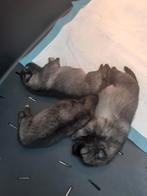 Wolfgrijze keeshond puppies, Dieren en Toebehoren, Honden | Poolhonden, Keeshonden en Oertypen, 8 tot 15 weken, Meerdere, Meerdere dieren
