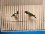 Gouldamadines Roodkop Witborst, Prachtig koppel!, Dieren en Toebehoren, Vogels | Overige Vogels, Meerdere dieren, Tropenvogel