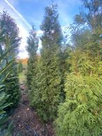 Veld leegverkoop coniferen en laurieren, Tuin en Terras, Planten | Struiken en Hagen, Ophalen, Laurier, 100 tot 250 cm