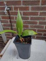 Palmen Chamaerops Humilis, Ophalen of Verzenden, Overige soorten, Minder dan 100 cm