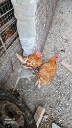 Slachtkippen, Dieren en Toebehoren, Meerdere dieren, Kip