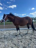 2 jarige welsh sectie a pony, Dieren en Toebehoren, Pony's, Gechipt, Niet van toepassing, 0 tot 2 jaar, Hengst