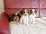 Kooiker pups, Dieren en Toebehoren, Honden | Retrievers, Spaniëls en Waterhonden, Overige rassen, CDV (hondenziekte), 8 tot 15 weken