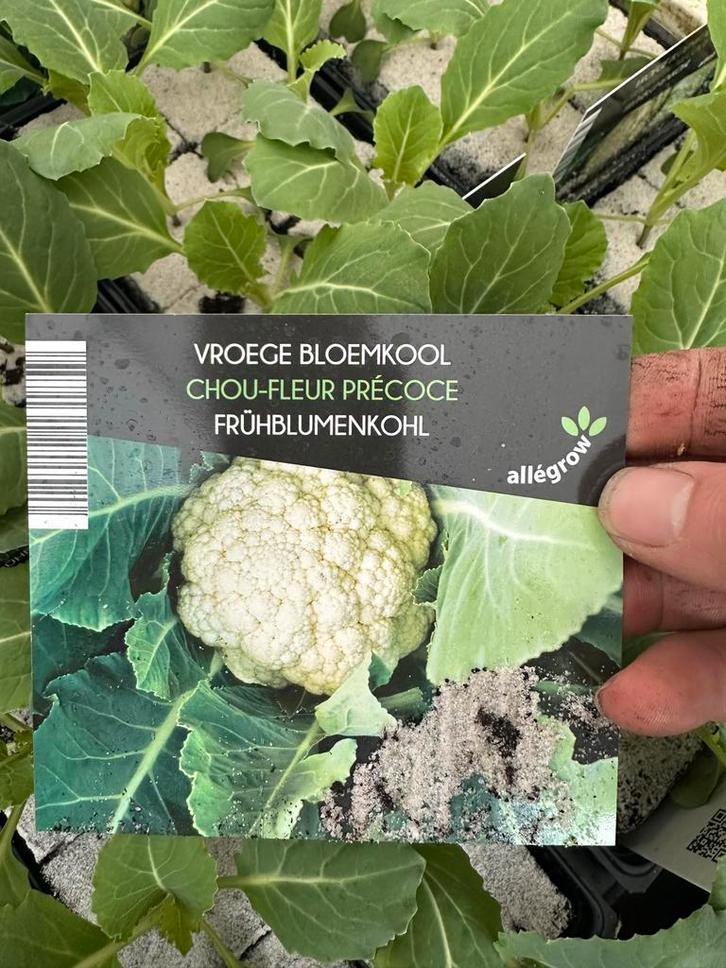 Vroege Bloemkool, Tuin en Terras, Planten | Tuinplanten, Eenjarig, Groenteplanten, Volle zon, Ophalen