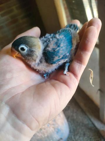 baby agapornissen om tam temaken  beschikbaar voor biedingen