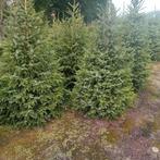 Kerstbomen. Picea omorika. 150-225cm. Vormgesnoeid., Ophalen, Overige soorten