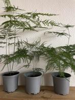 Asparagus, Huis en Inrichting, Kamerplanten, Ophalen, Halfschaduw, Minder dan 100 cm