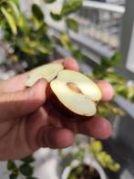 Ziziphus- jujube. Soort, LI., Tuin en Terras, Bloembollen en Zaden, Ophalen of Verzenden, Volle zon