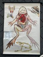 Kikker, Antiek en Kunst, Ophalen of Verzenden, Natuur en Biologie