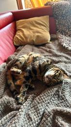 Bengalen, Poes