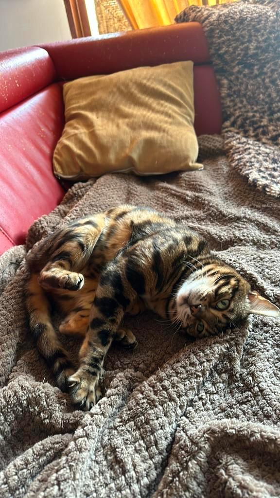 Bengalen, Dieren en Toebehoren, Katten en Kittens | Raskatten | Korthaar, Poes