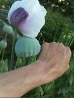 Papaver somniferum Mammoth zaden, Ophalen of Verzenden, Voorjaar, Volle zon, Zaad