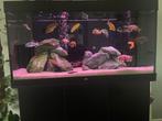 Prachtig 350ltr aquarium helemaal compleet, Dieren en Toebehoren, Vissen | Aquaria en Toebehoren, Ophalen, Zo goed als nieuw, Gevuld zoetwateraquarium