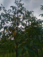 Te koop Juglans regia, Tuin en Terras, Ophalen, Volle zon, Overige soorten